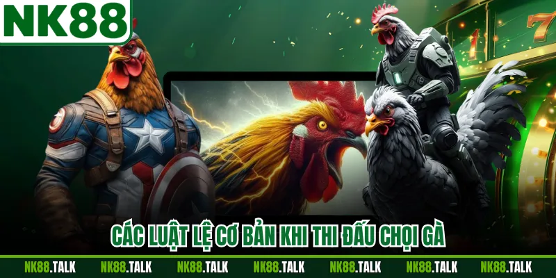 Các luật lệ cơ bản khi thi đấu chọi gà