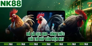 Đá Gà Cựa Dao - Hình Thức Giải Trí Hấp Dẫn Hiện Nay