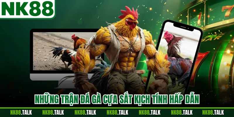 Những trận đá gà cựa sắt kịch tính hấp dẫn